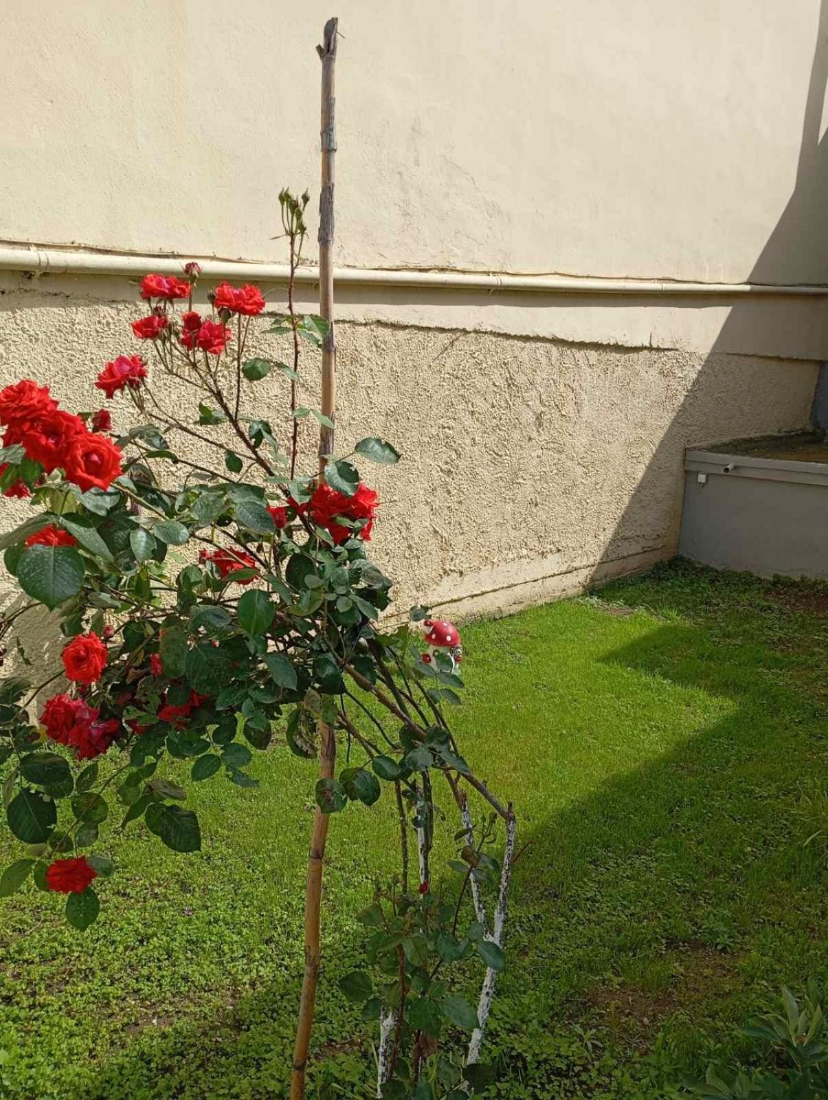House & Garden
